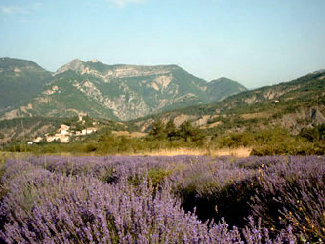 lavande